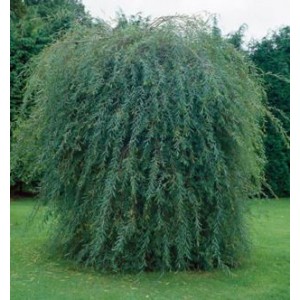 Salix purpurea 'Pendula' / Punapaju 'Pendula'